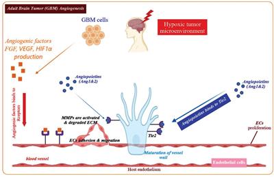 Roles of Non-coding RNAs and Angiogenesis in Glioblastoma